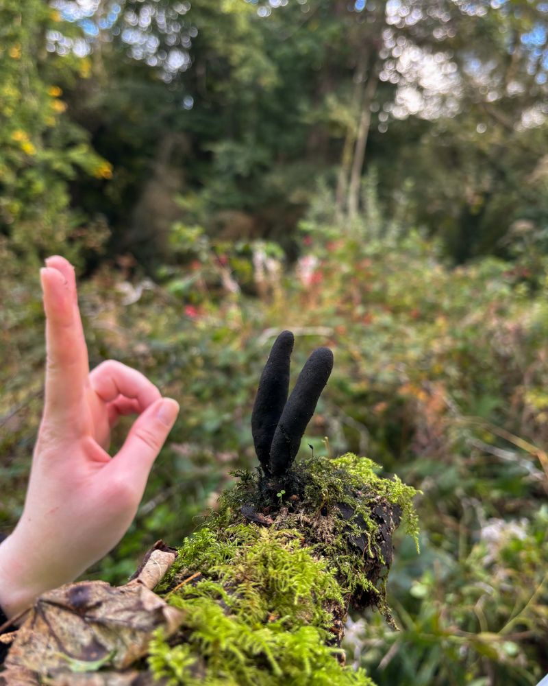 A log with two fungi sprouting. They are two long, black, finger-shaped fungi. Beside the fungi, a hand is making a peace sign.