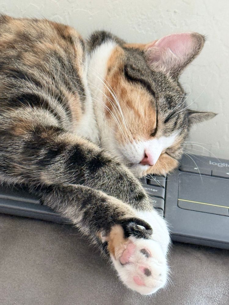Kitty cat very asleep on my keyboard. She looks like she's smiling contently.