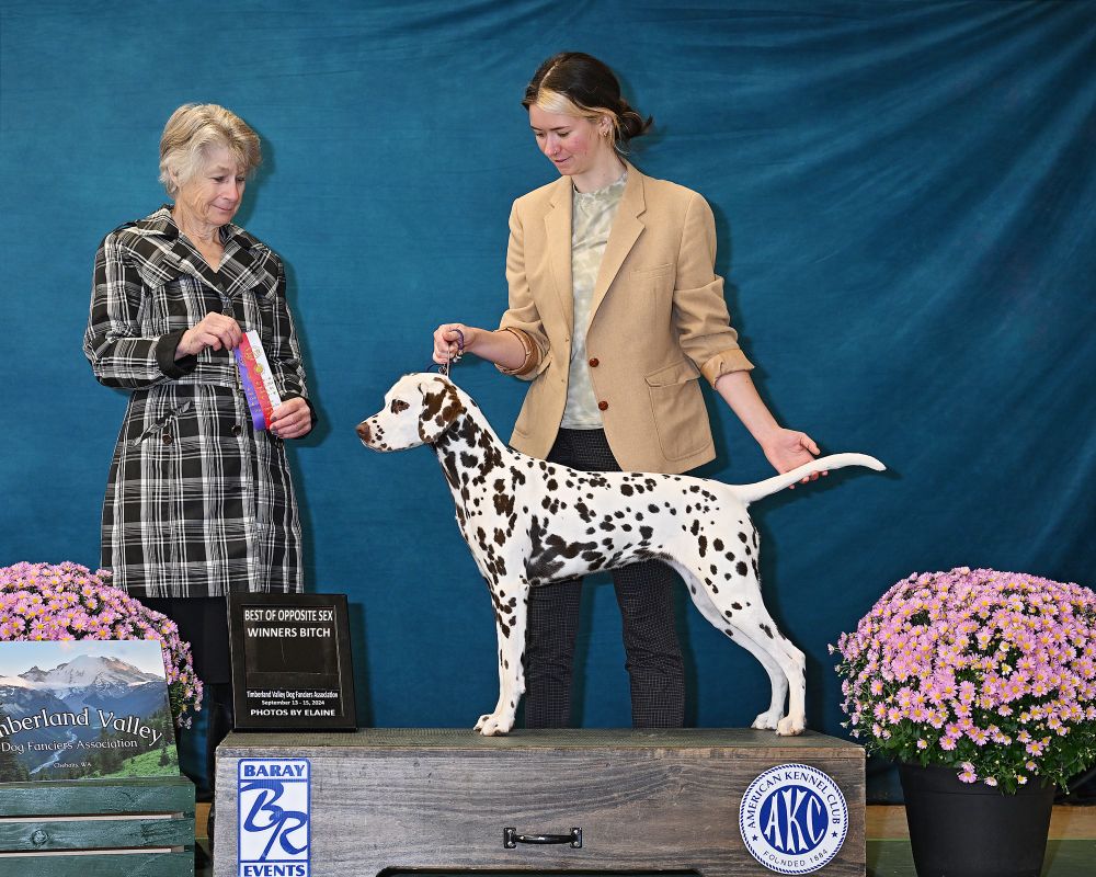 Dalmatian on a podium with Judge Honey Glending holding up a Winners Bitch and Best Opposite Sex ribbon.