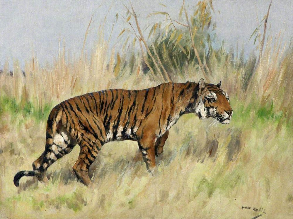 Bengal tiger in grass
