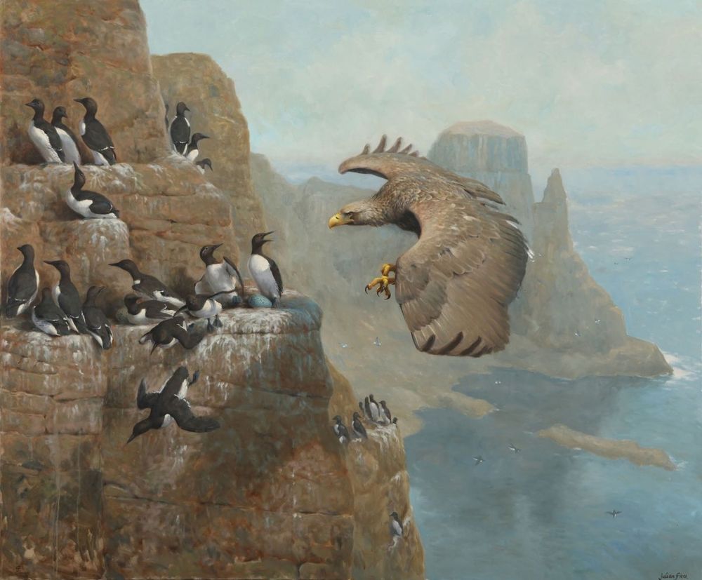 Sea Eagle flying by cliff with birds
