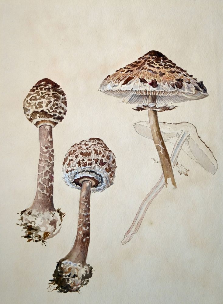 Detailed botanical illustration of three brown mushrooms with textured caps and long stems on a beige background.
