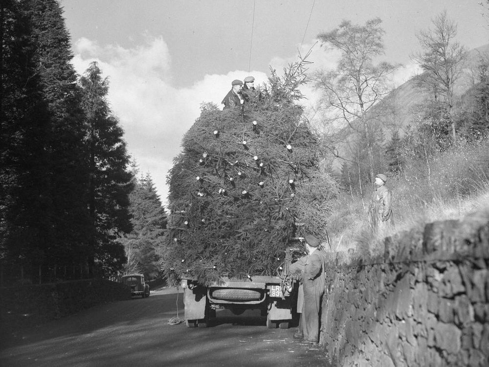 A pile of Christmas trees on a truck, black and white photo