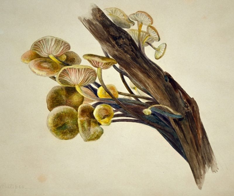 Cluster of yellowish-brown mushrooms growing on a dark, weathered tree branch against a plain background.
