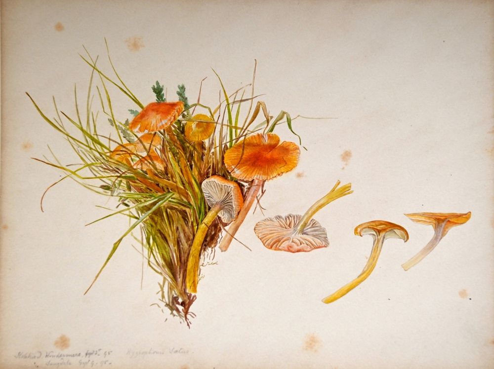 Detailed botanical illustration of orange-capped mushrooms growing among green grass and small plants on a beige background.