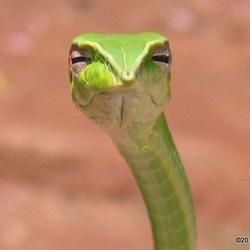 Suspect snake 