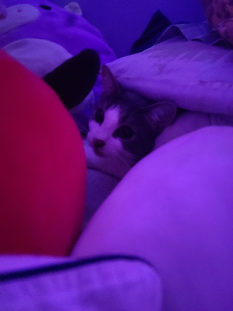 A silly grey and white cat who crammed himself under some pillows!