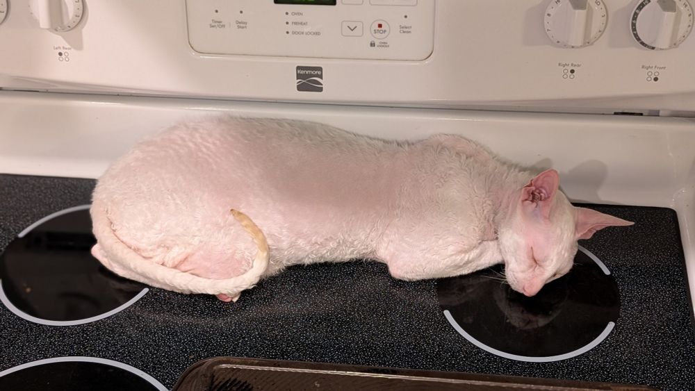 A Cornish Rex cat asleep on the still warm oven 