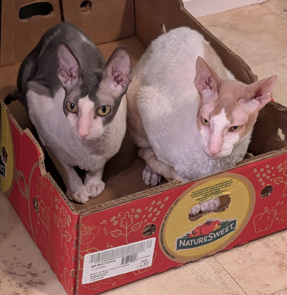Two Cornish Rex cats sitting in a produce box
