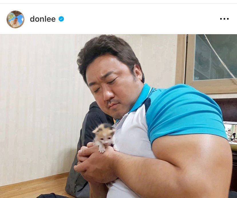 ma dong seok holding a kitten