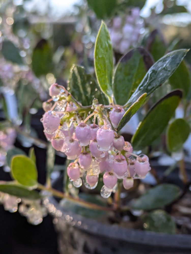 Flowers of Austin Griffith Manzanita covered in ice.