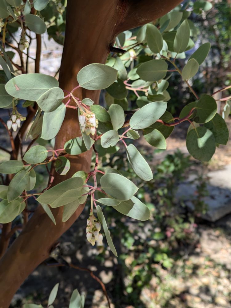 Winter flowers of Arctostaphylos glauca and it's shiny reddish bark
