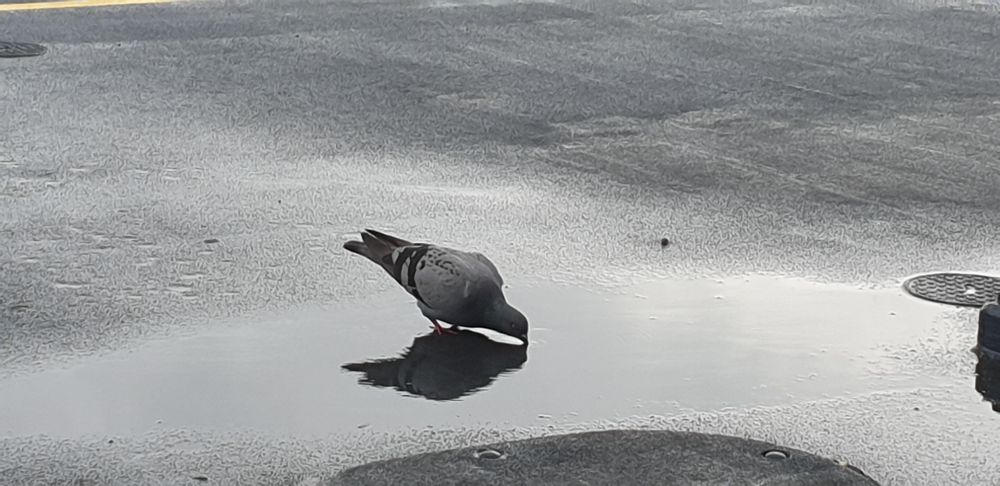 Prost Pfütze liebes Täubchen!