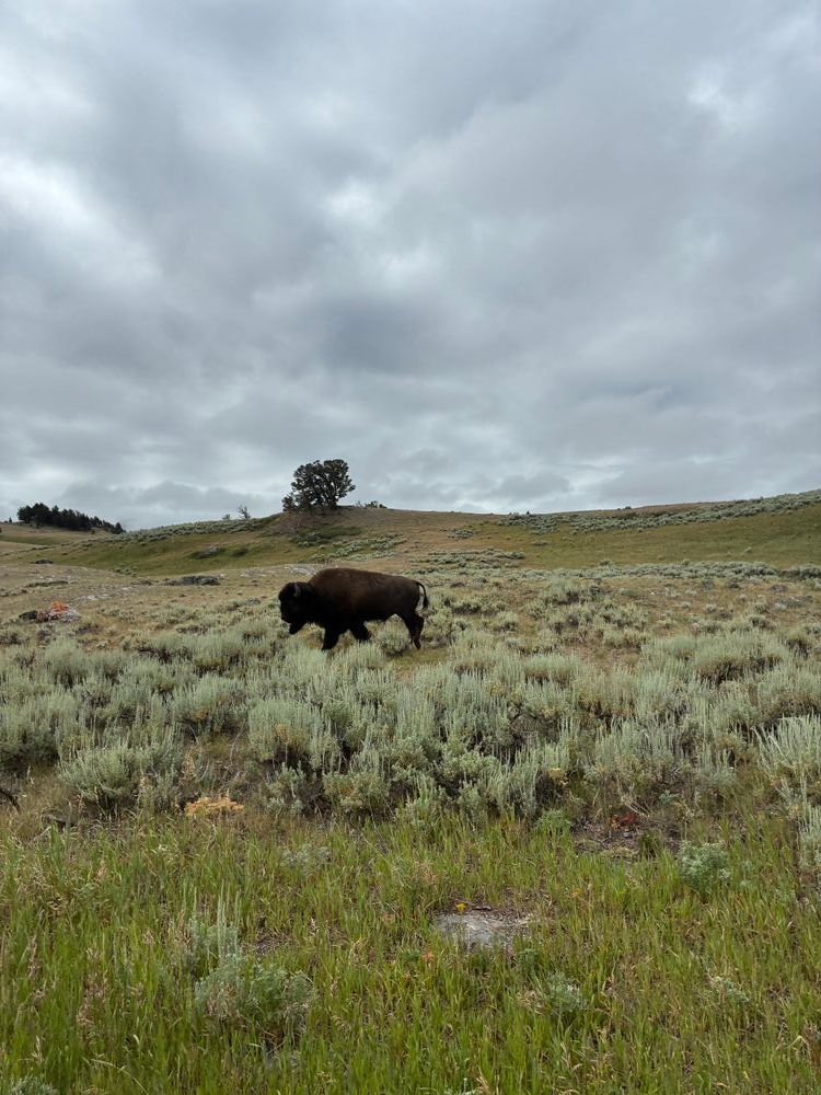 A bison (American buffalo) in a field