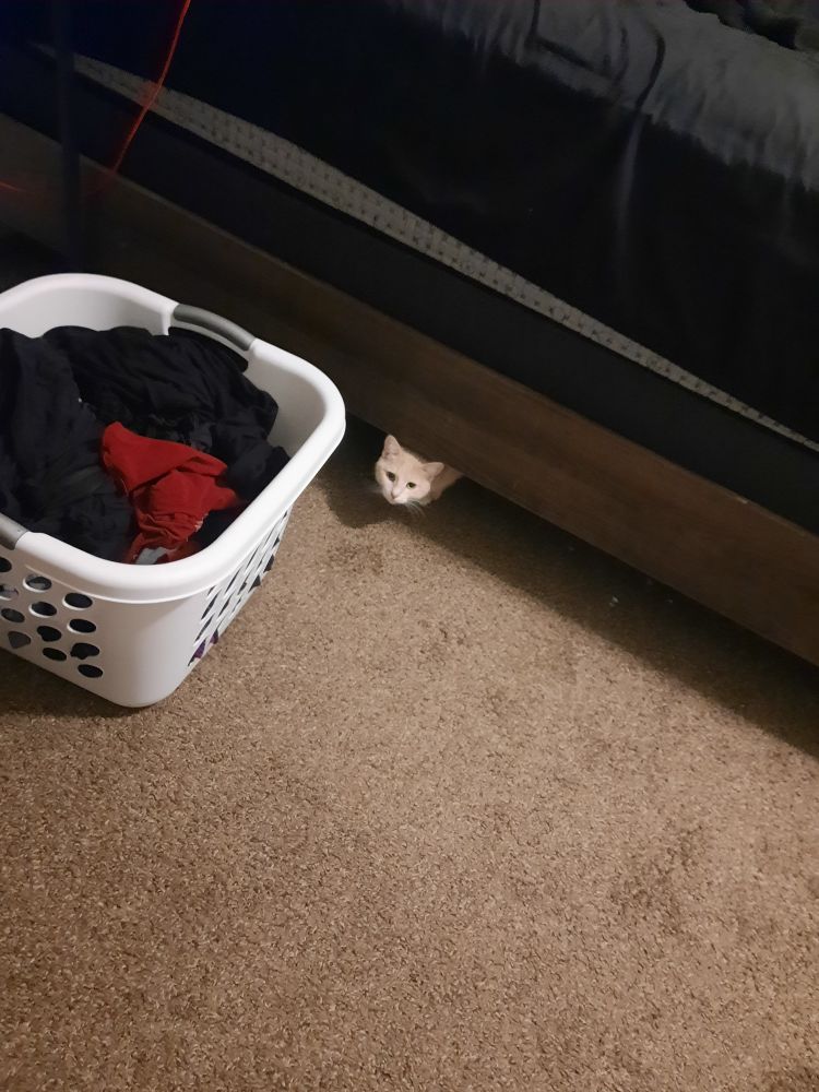 A small orange cat pokes his head out from under a comically large bed.