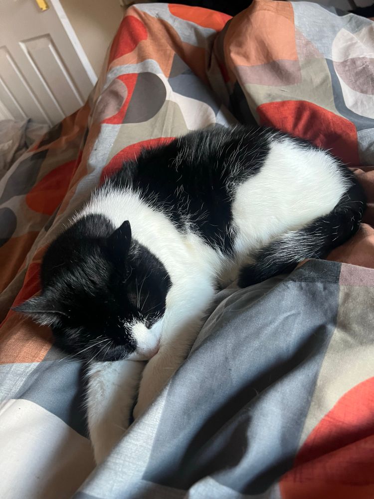 A black and white cat sleeps on a brightly-patterned duvet. His arms are stretched out and his tail curled by his side. He is fast asleep. He almost blends in. 