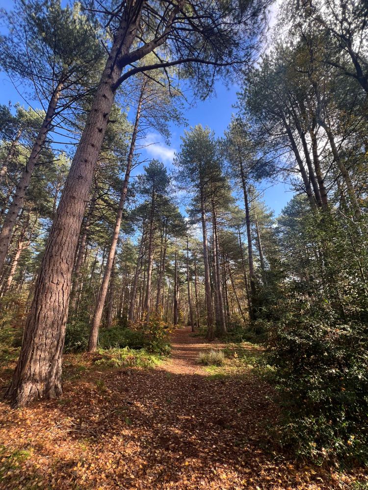 In the evergreen plantation of Wild Ken Hill. Huge Scots Pines loom overhead. The shade is dappled with sunlight. The sky behind the trees is bright blue with wisps of white cloud. 