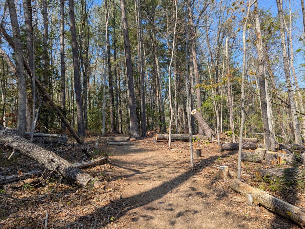 Sunlight on fallen trees 
