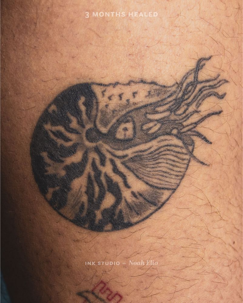 Photo of a tattoo on the inner thigh. The motif is a line based illustration of a nautilus.