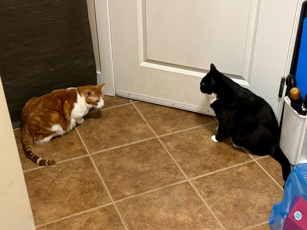 Two cats inside a door.