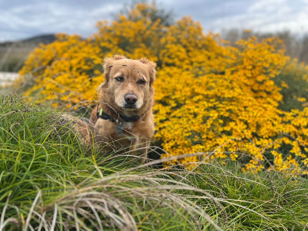 Golden dog looking side-eyed sitting in tall grass with a big yellow flower bush behind her