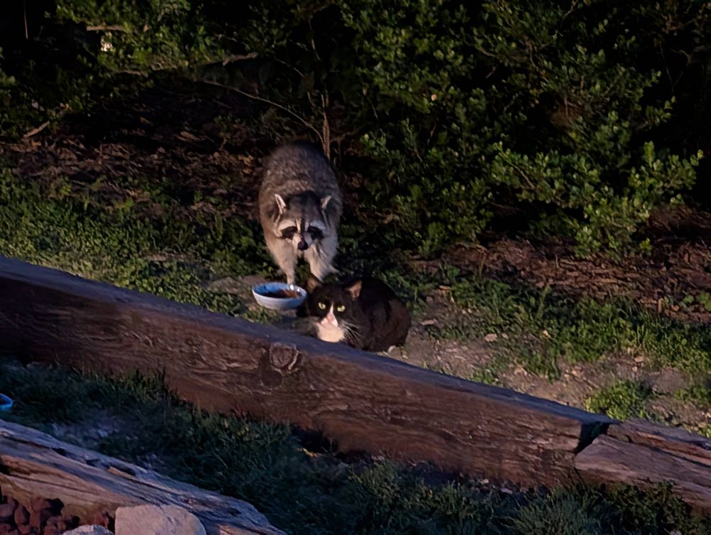 Large Raccoon and smaller black and white Tuxedo Cat dine together outside