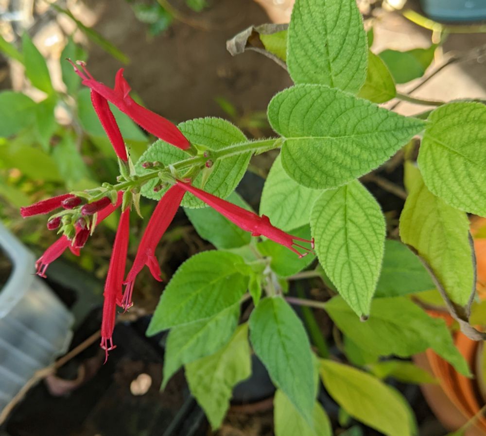 Tubular crimson flower spike on a scented salvia plant. The  leaves are softly hairy and the background a muddle of pots, trays and staging.
