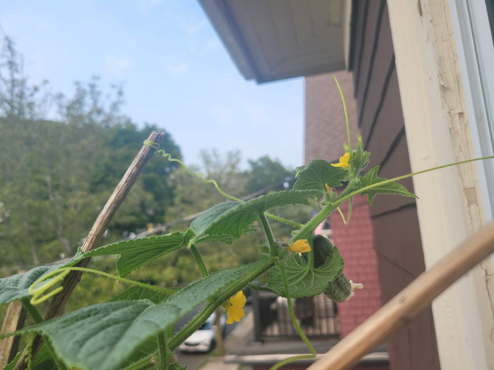 a cucumber stem clings to bamboo rods. hidden behind a wide leaf is a plump baby cucumber.