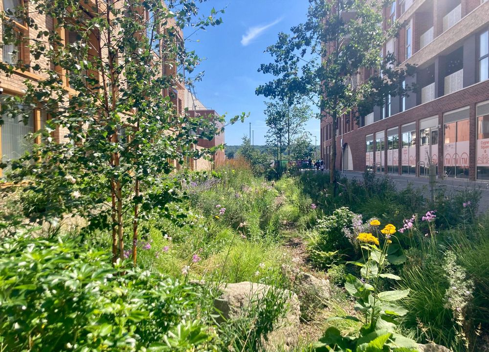 A rain garden staged at Cygnet Square, South Thamesmead - a landscaped green space between two buildings with sparsely planted trees in between other shrubs (some flowering) and rocks. Photo by Zuhri James.