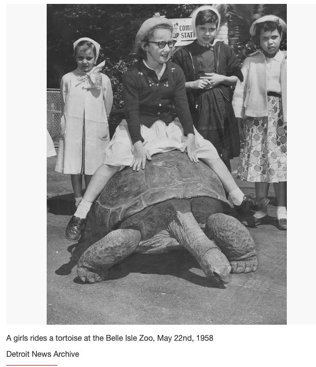 A girl rides a tortoise. The tortoise is big enough that the girl is completely off the ground and the tortoise appears to be holding its own weight and the child's with its legs, not resting on the bottom of its shell.