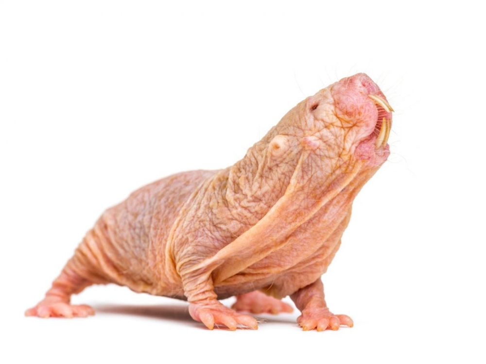 Comment image