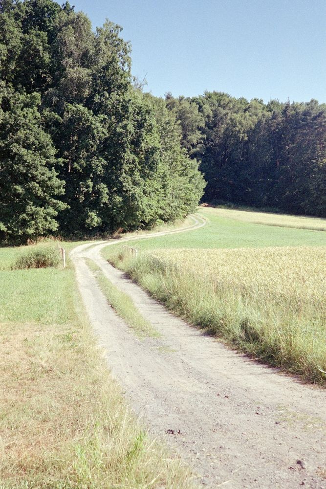 a country road among the fields before disappearing in a small forest