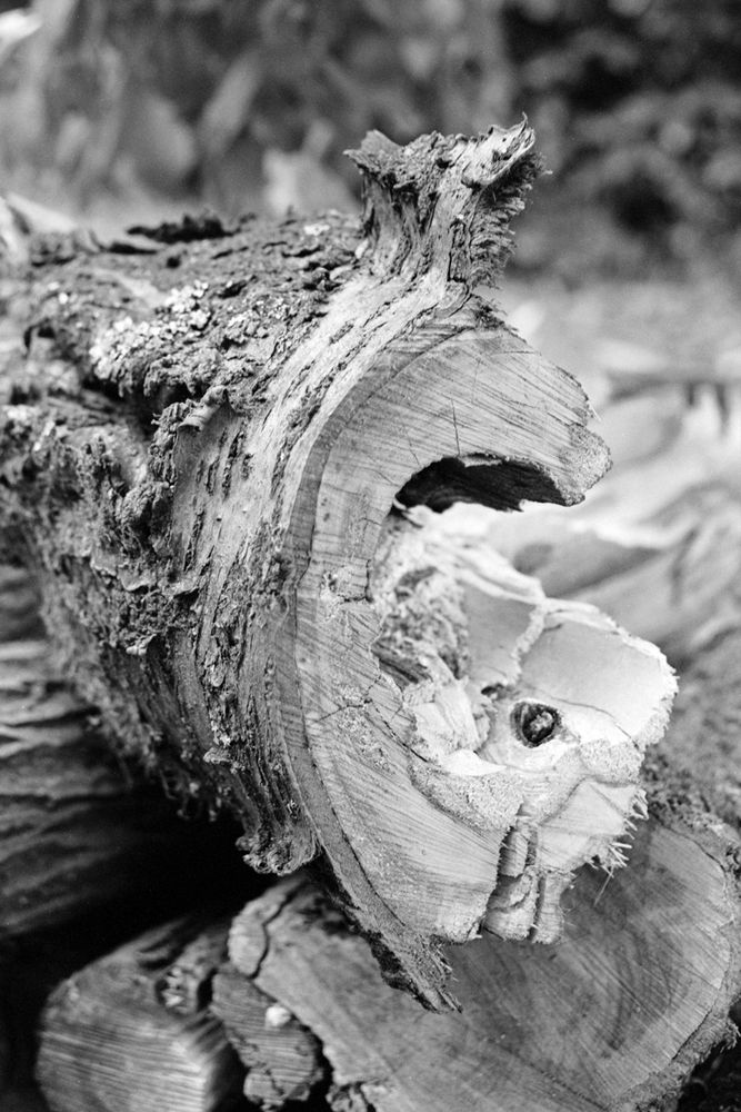 a cut down, mangled tree trunk