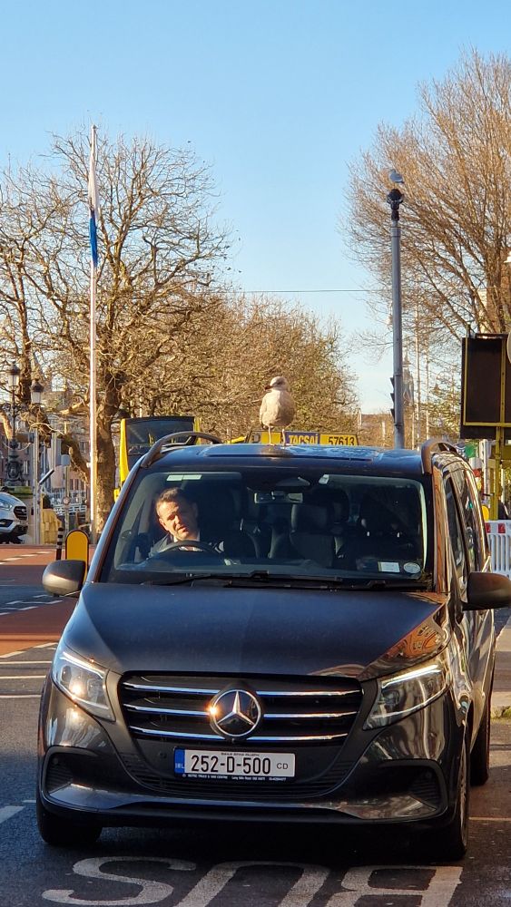 Seagulls walking around on top of a diplomatic van