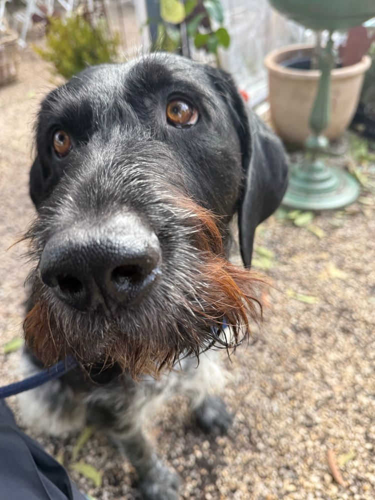 Close up if a bearded handsome dog (German wire-haired pointer) staring longingly off camera. 