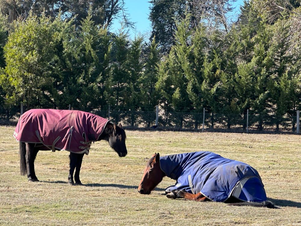 Two horses dozing in a paddock. A black pony in a burgundy rug stands, head drooping, beside a bay horse in a blue rug sitting on the ground with his legs tucked under.  