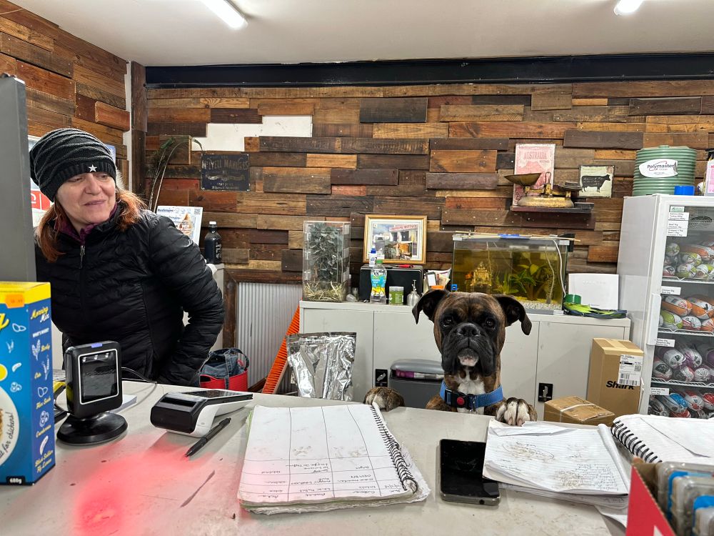 Photo taken across the counter. A boxer dog is standing up, saying hello. 
