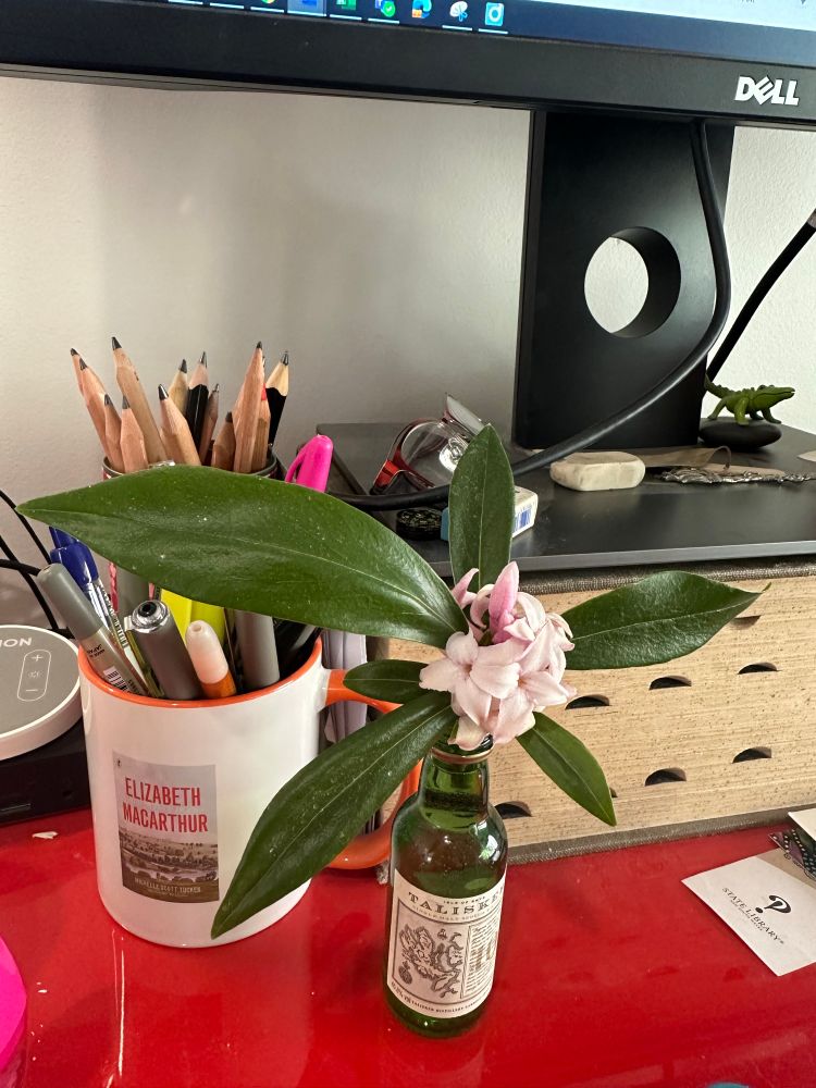 Photo of a chaotic red desk. A mug with pens. A sprig of daphne in a teensy green bottle. A monitor atop an enormous old dictionary. A plastic crocodile. A SLNSW bookmark. 