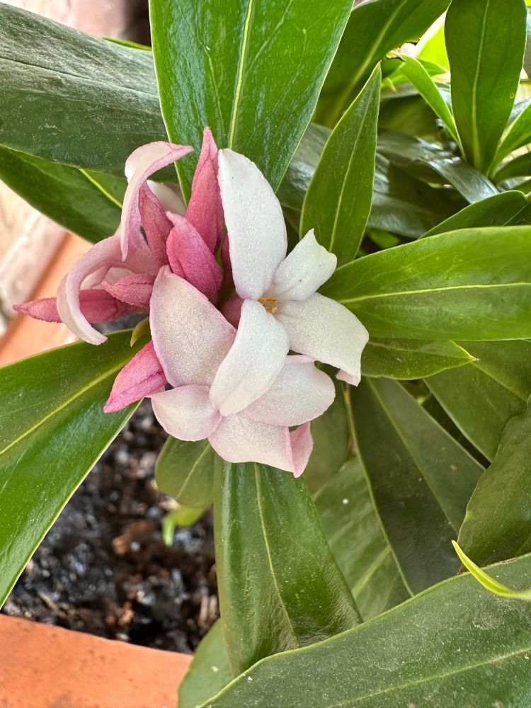 Close up photo of a small and not very special pink and white daphne bloom surrounded by green foliage. 