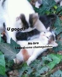 Meme com dois gatos. O maior pergunta ao menor, que está deitado: "U good (você está bem?)" e o menor responde "No bro, I need some chameguinhos"