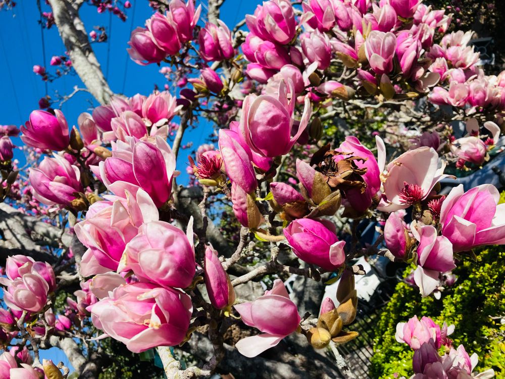 Clusters of dozens of hot pink and Swiss cream colored blooms are set against tree and garden foliage and the bright blue sky. There are more branches and sky peeking through the left top quadrant of this photo than in the first picture.