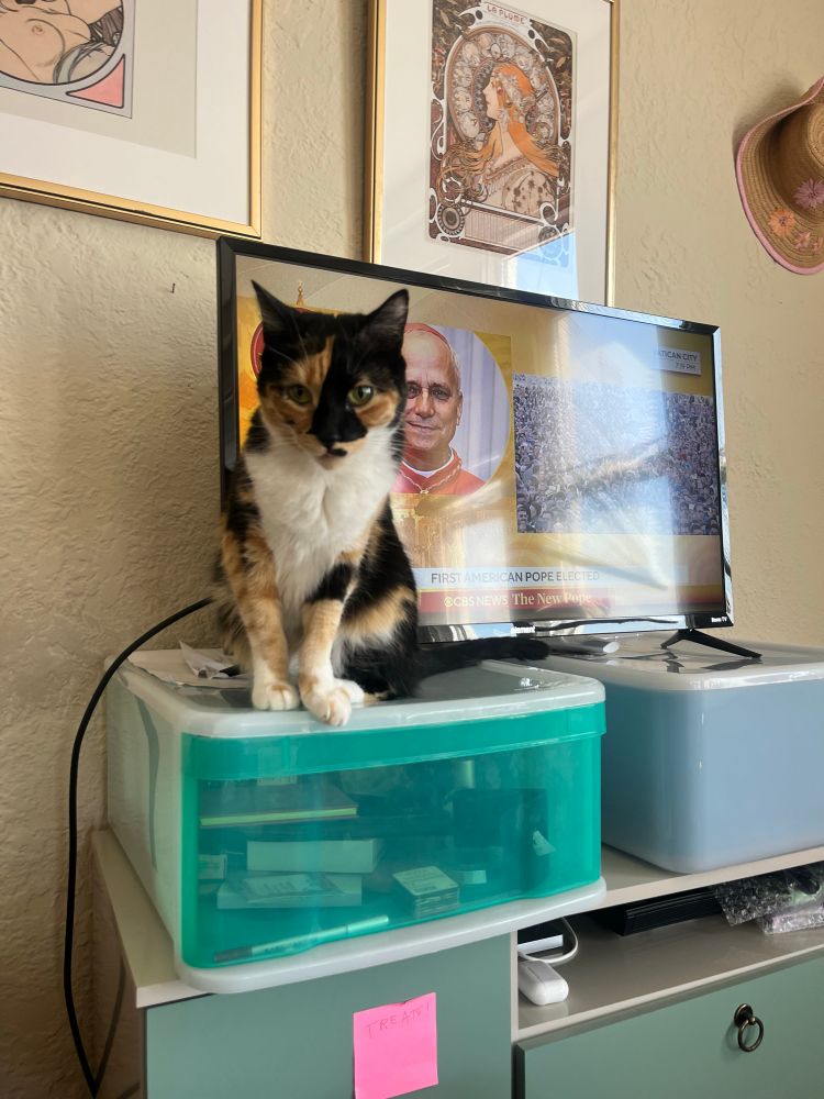 My cat Rue standing in front of our tv, which is showing the newly elected pope