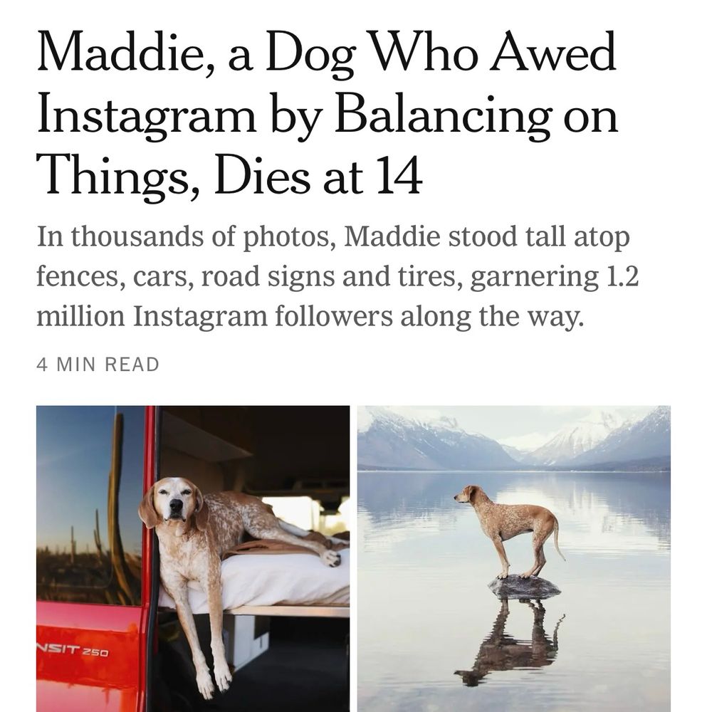 Screenshot of a headline reading “Maddie, a Dog Who Awed Instagram by Balancing on Things, Dies at 14”