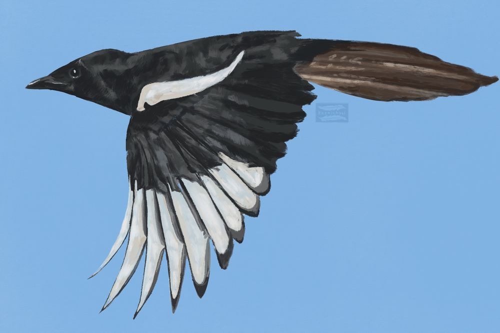 Digital painting of an Asir Magpie in flight. 