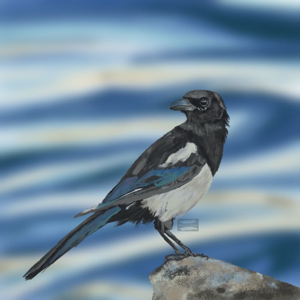 Digital painting of a magpie perched on a rock. In the background is the ocean, blurry. 