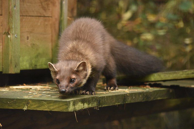 Marten