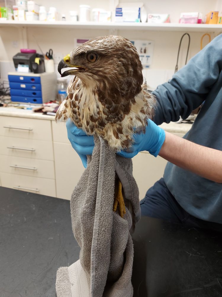 Closer view of Buzzard's head, held over vet table.