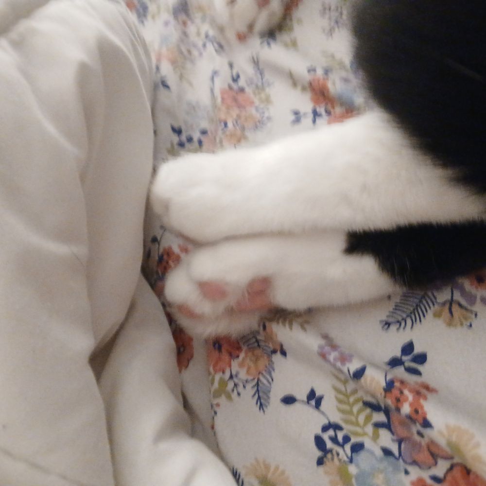 a photo of my cat's feet, from below, as he lays on my flower-patterned bed sheets. his paws are white against his legs black, and the pads of his paws are pink