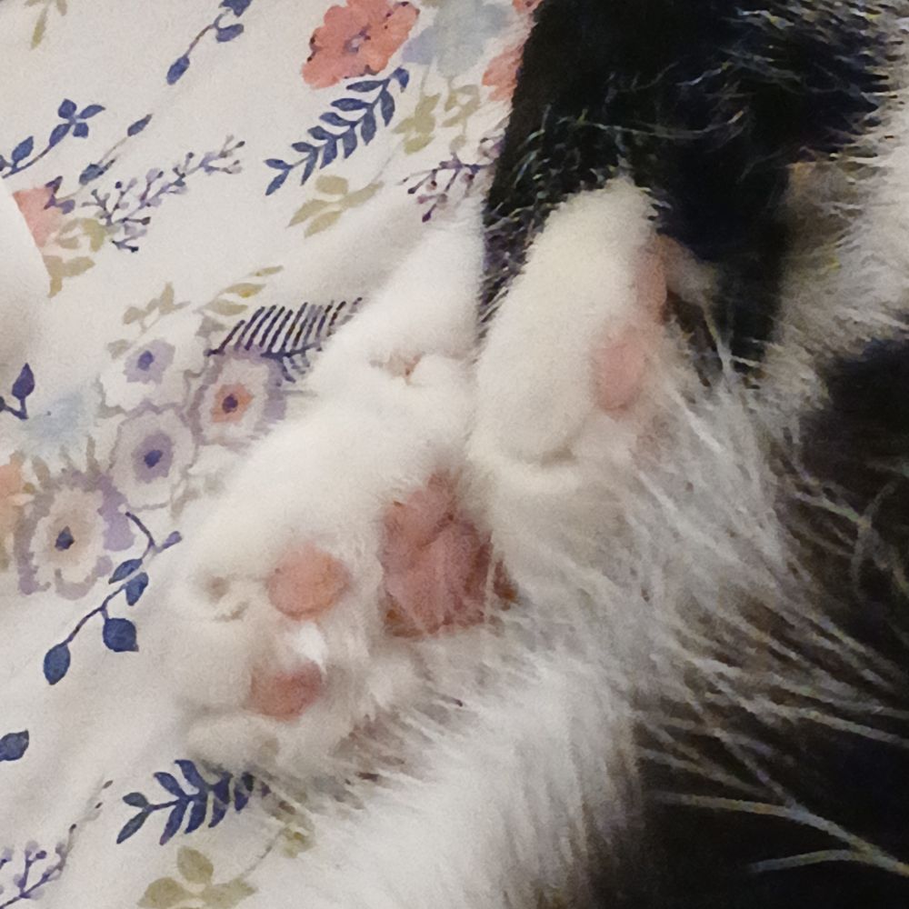 a photo of my cat's front paws from below as he lays on flower-patterned sheets. they're fuzzy, obscured partially by his chest fur, and the pads of his paws are pink