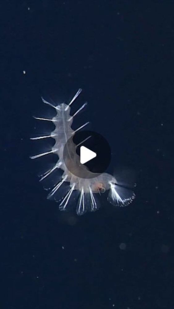 MBARI on Instagram: "Floating with Flota ✨⁠
⁠
The midwater bristle worm (Flota sp.) is a free-swimming worm often seen near the deep seafloor, more than 1,500 meters (4,921 feet) below the surface. Th...